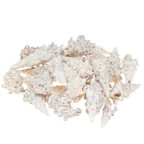 Floristik24 Deko Schneckenhäuser Schwarz Weiß, Muschel Naturdeko 1kg