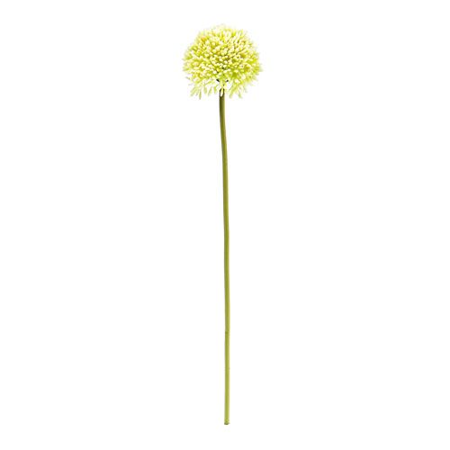 Floristik24 Deko-Allium Creme Ø6,5cm L39cm