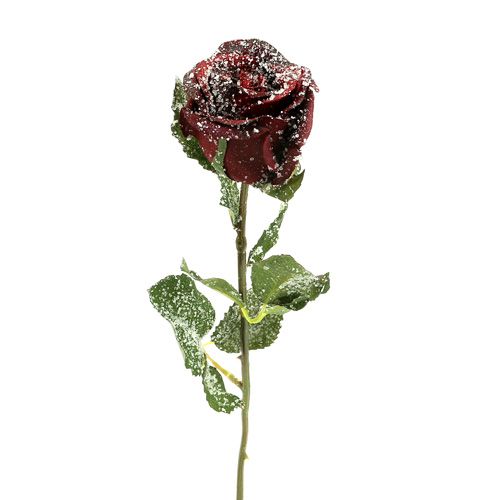 Artikel Deko Rose rot beschneit Ø6cm 6St