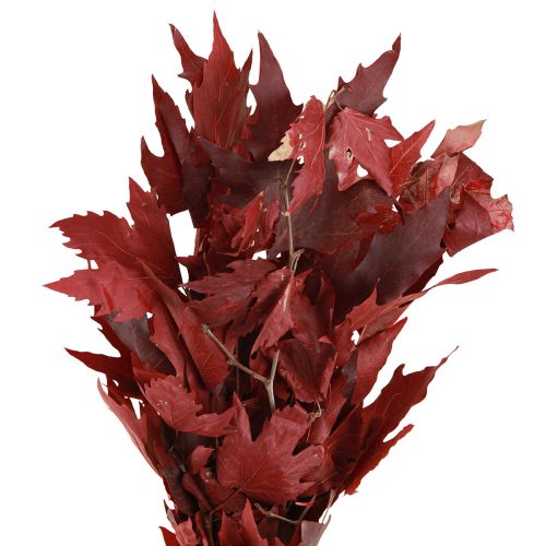 Floristik24 Dekozweige Ahorn Blätter Deko Ahornblätter Rot 50-60cm 100g