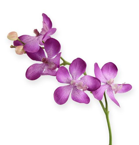 Floristik24 Orchidee Lila 38cm