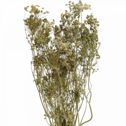 Artikel Trockenblumen Dill Natur Trockenfloristik 50cm 20St