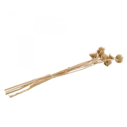 Floristik24 Distel getrocknet Dekozweig Bergdistel Alpendistel 10 St