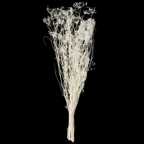 Artikel Doldenblütler Trockenblumen Umbellifera Weiß 70-80cm 150g