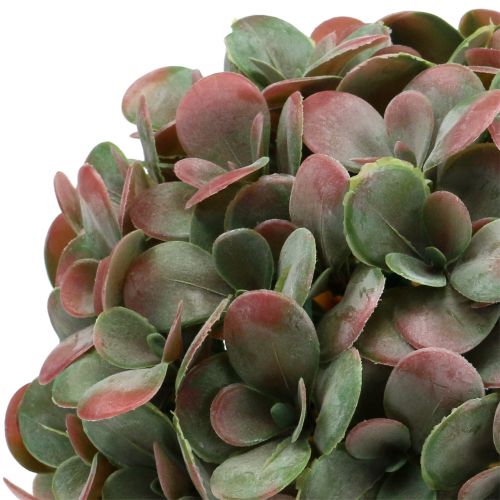Floristik24 Echeveria Kugel künstlich Grün, Rot Ø22cm