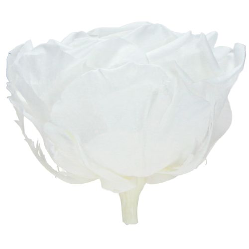 Floristik24 Echte Rosenköpfe Infinity Rosen Weiß Premium Ø8,5cm 4 St