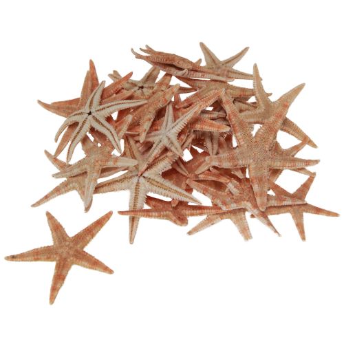 Echte junge Seesterne Maritime Tischdeko 3-4cm 100 St