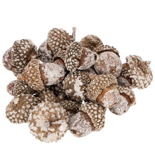 Eicheln Naturprodukt für Dekoration Weiß gewaschen 1-3cm 300g