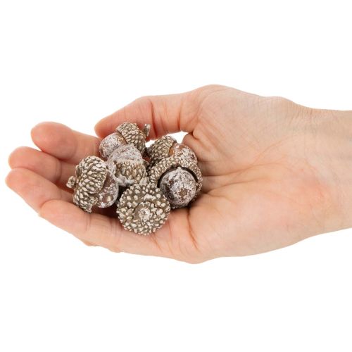 Eicheln Naturprodukt für Dekoration Weiß gewaschen 1-3cm 300g | Floristik24.de