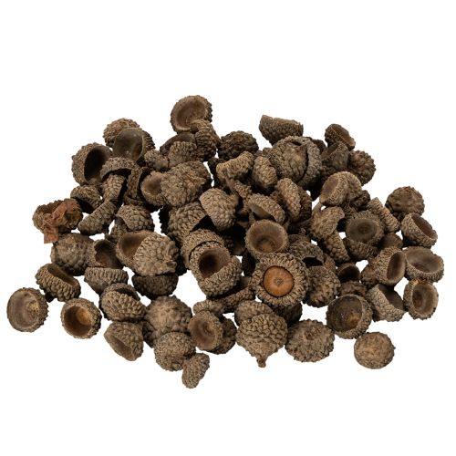 Eichelkappen natur Dekoschalen Herbst und Advent 2cm 300g kaufen | Floristik24.de