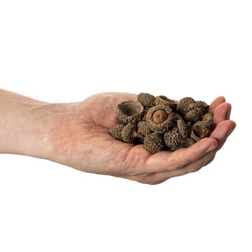 Eichelkappen natur Dekoschalen Herbst und Advent 2cm 300g | Floristik24.de
