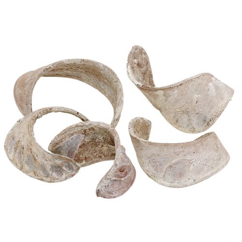 Floristik24 Elephant Ear Weiß gewaschen 25 St