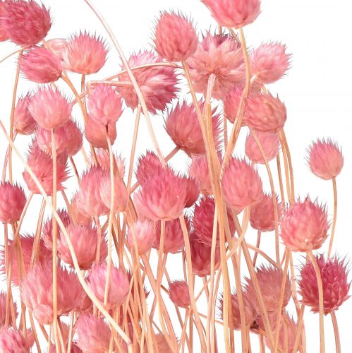 Artikel Erdbeerdistel Deko Altrosa Trockenblumen Rosa 50cm 100g