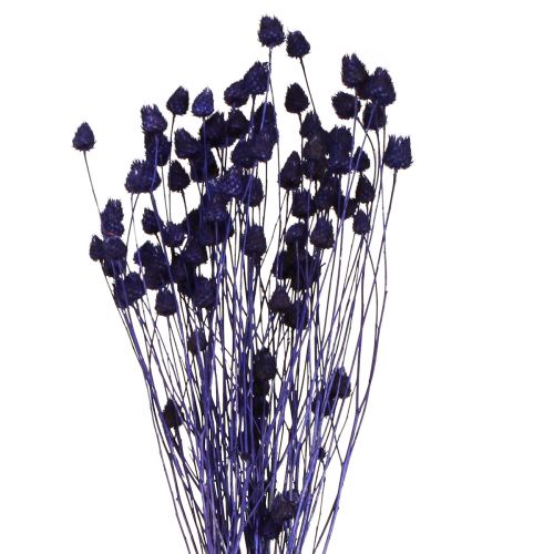 Floristik24 Erdbeerdisteln Trockendistel Distel Deko Violett 44-58cm 100g