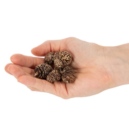 Erlenzapfen Naturprodukt zum Dekorieren und Basteln Gold 3cm 300g | Floristik24.de