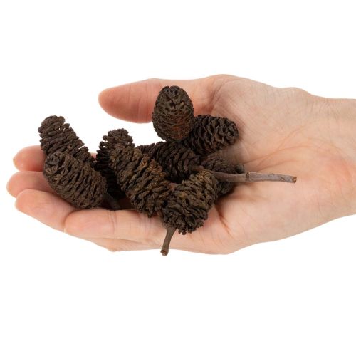 Naturbelassene Erlenzapfen lose für Dekoration 3cm 300g Erlenzapfen Naturbraun | Floristik24.de