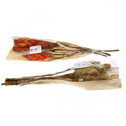 Floristik24 Protea Mix, Trockenblumen Respens Natur/Rot 13 St