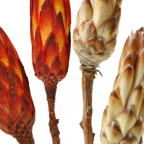 Artikel Protea Mix, Trockenblumen Respens Natur/Rot 13St