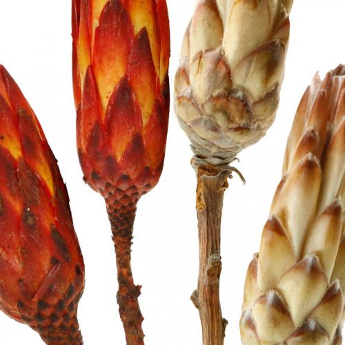 Floristik24 Protea Mix, Trockenblumen Respens Natur/Rot 13 St