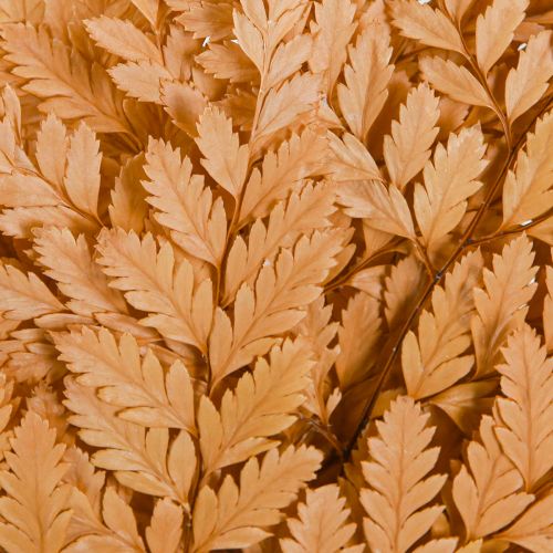 Artikel Farn Deko Orange Konserviert 45cm 10 St Home Dekoration DIY