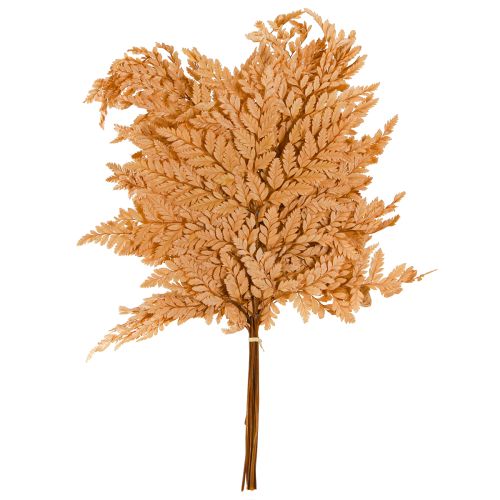 Artikel Farn Deko Orange Konserviert 45cm 10 St Home Dekoration DIY
