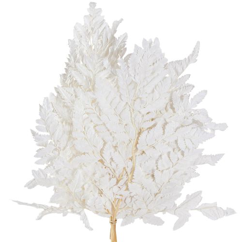 Floristik24 Farn Deko Echte Farnwedel Weiß Konserviert 45cm 10 St