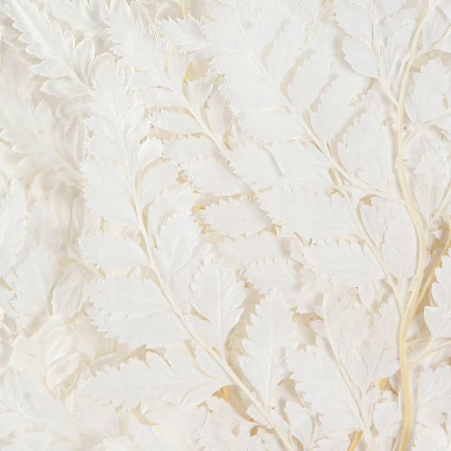 Floristik24 Farn Deko Echte Farnwedel Weiß Konserviert 45cm 10 St