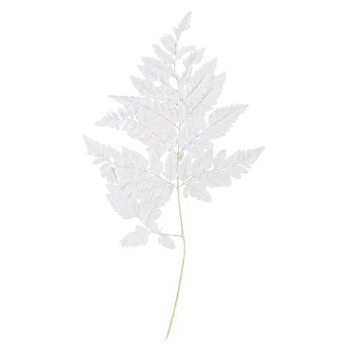 Floristik24 Farn Deko Echte Farnwedel Weiß Konserviert 45cm 10 St