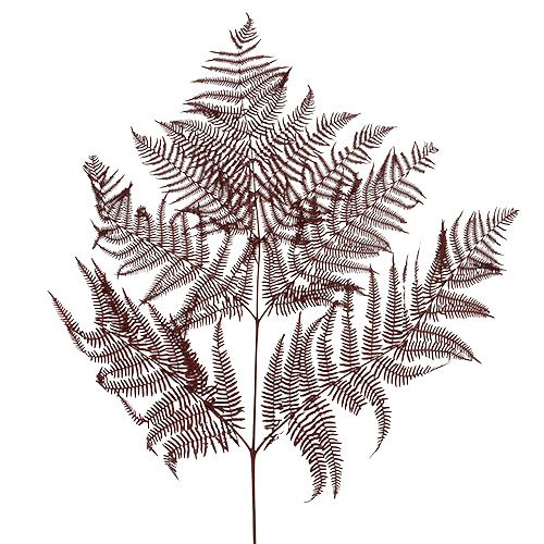 Farn gefärbt Rot 15 St