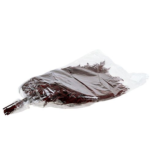 Floristik24 Farn gefärbt Rot 15 St