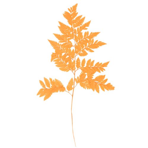 Farnzweig getrocknet konserviert für Floristik Herbstdeko 42cm 10St