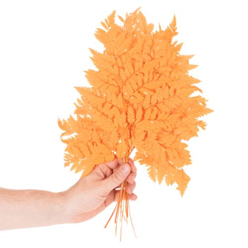 Farnzweig getrocknet konserviert für Floristik Herbstdeko 42cm 10St | Floristik24.de