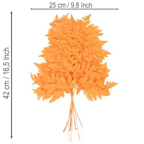Farnzweig getrocknet konserviert für Floristik Herbstdeko 42cm 10St | Floristik24.de