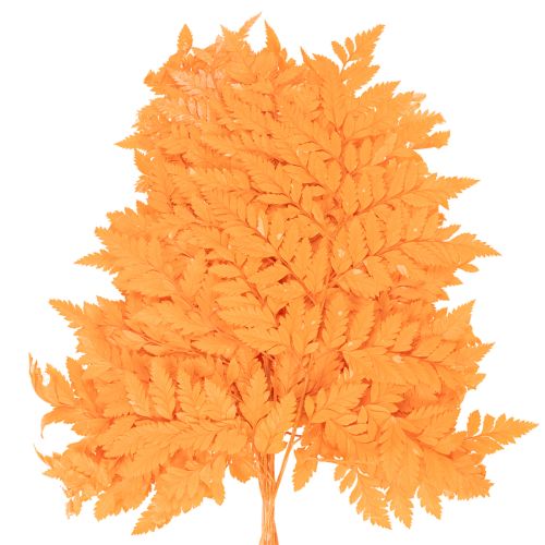 Farnzweig getrocknet konserviert für Floristik Herbstdeko 42cm 10St | Floristik24.de