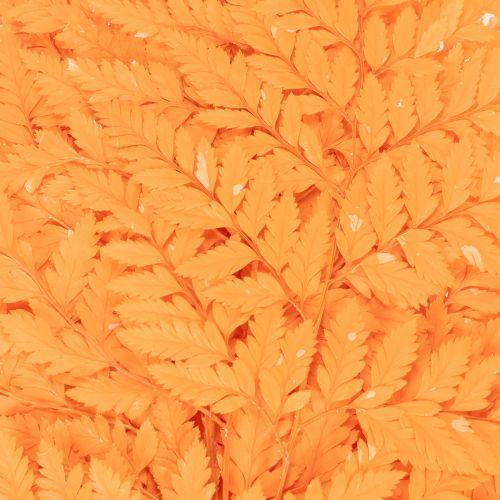 Farnzweig getrocknet konserviert für Floristik Herbstdeko 42cm 10St | Floristik24.de