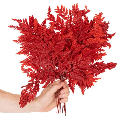 Farnzweig konserviert gefärbt Echter Farn für Herbstarrangements 42cm 10St | Floristik24.de