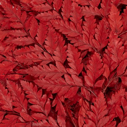 Farnzweig konserviert gefärbt Echter Farn für Herbstarrangements 42cm 10St | Floristik24.de