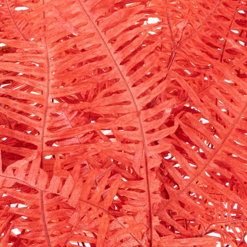 Farn konserviert Trockenblumen Deko Herbst 60cm 10St | Floristik24.de