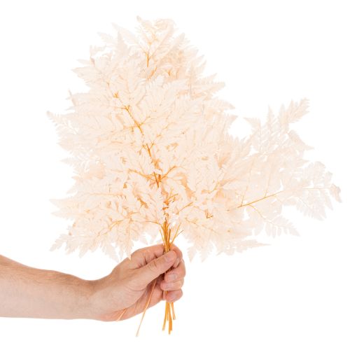 Trockendeko Farn für Vase 42cm 10St | Floristik24.de