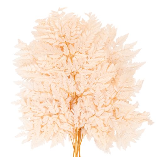 Trockendeko Farn für Vase 42cm 10St | Floristik24.de