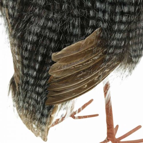 Floristik24 Waldeule, Winterdeko, Deko-Kauz, Herbst H41cm