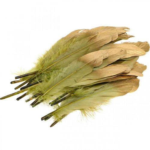 Floristik24 Federn zum Basteln Deko Federn Grün-Golden L16–20cm 24 St