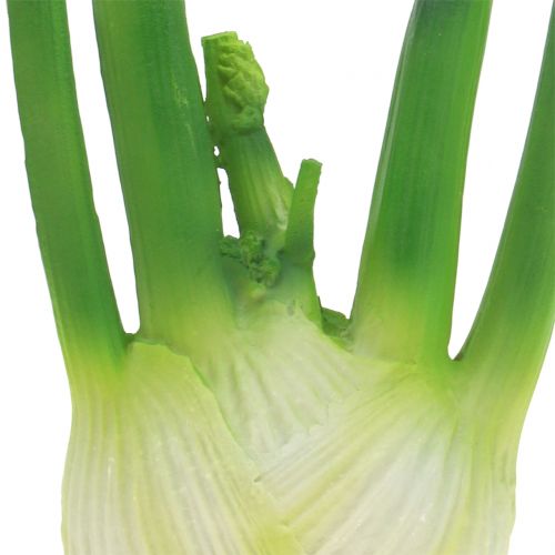 Floristik24 Fenchel 15cm