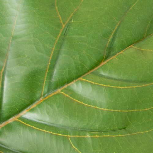 Künstliche Ficus lyrata 120 cm dekorativ für Wohnzimmer | Floristik24.de