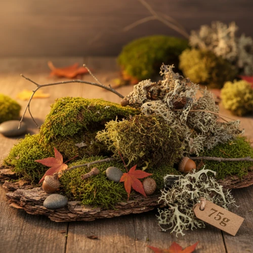 Moos Rinde Steine und Naturmaterial für rustikale Gartendeko