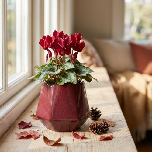 Blumentopf Keramik Übertopf Rot Sechseckig Ø10cm H9cm | Floristik24.de