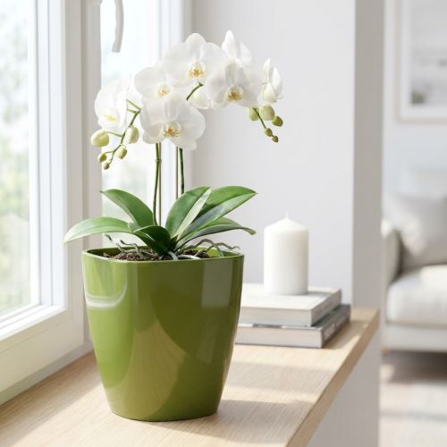 Orchideentopf glänzend Ø12,5cm Olivgrün 1 St | Floristik24.de