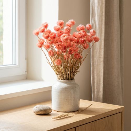 Trockenblumen Capblumen Lachs Strohblumen H42cm | Floristik24.de
