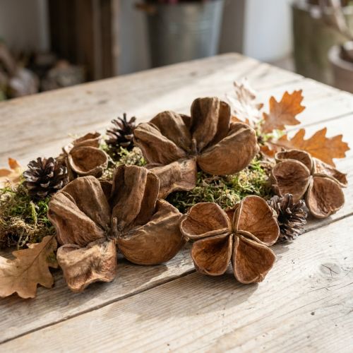 Landlotus Natur 50 St | Floristik24.de