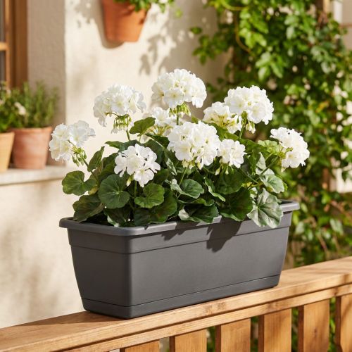 Geranienbusch Weiß 38cm | Floristik24.de